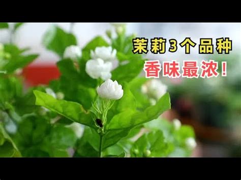 陽台種茉莉花|陽台必備10種花草 全年開花不間斷